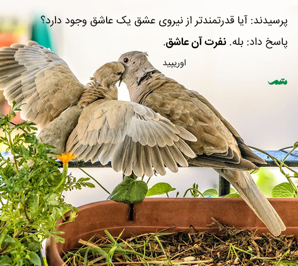 جمله های روزانه (۱۰۰) | جمله‌هایی دربارهٔ کنجکاوی، نادانی، عشق و نفرت